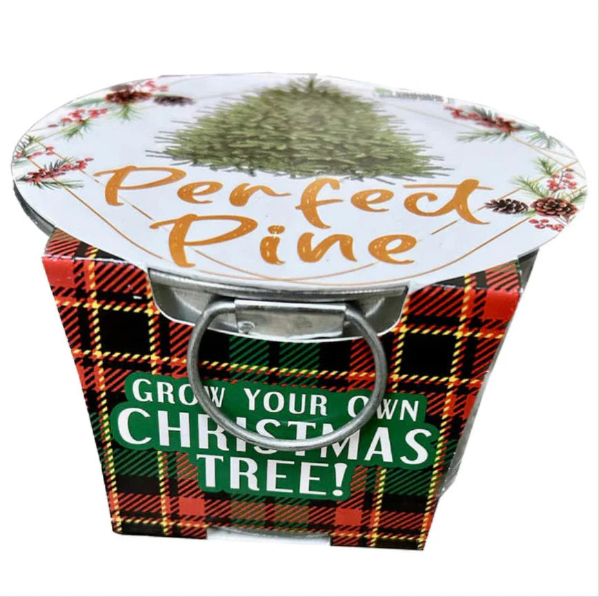 Perfect Pine - Grow Your Own Christmas Tree