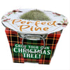 Perfect Pine - Grow Your Own Christmas Tree