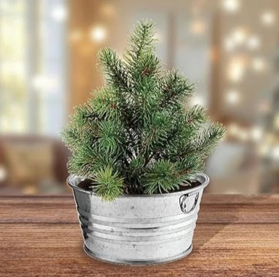 Perfect Pine - Grow Your Own Christmas Tree