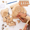 The Young Scientists Club Extreme Fossil Dig by Horizon #208004