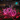Pink Bike Lights Combo- 2 Wheels & 1 Cosmic by Brightz #L1505